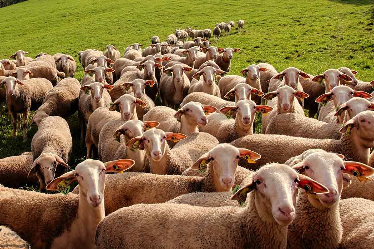 lacaune ırkı koyun